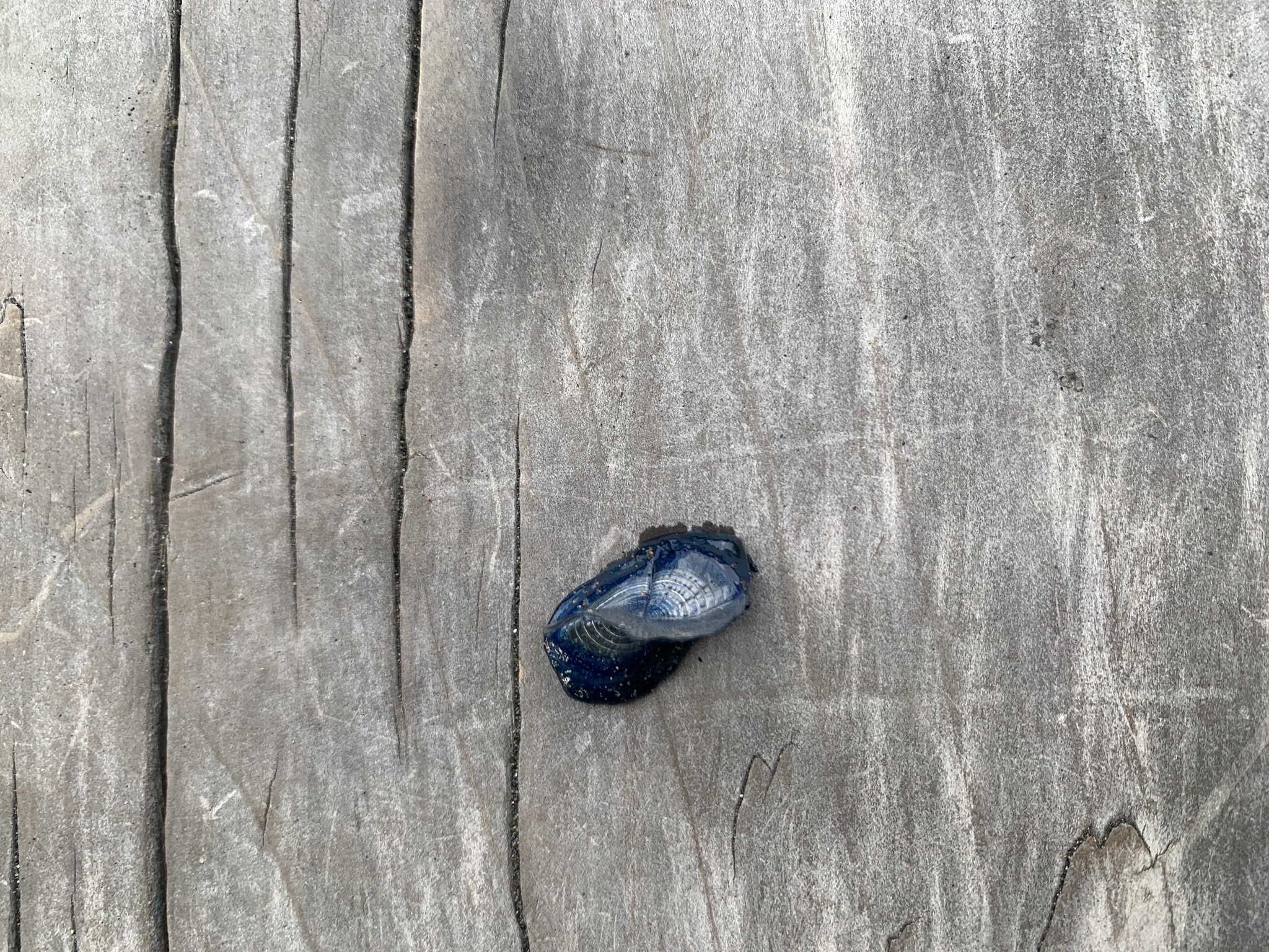 Velella velella (Linnaeus, 1758)