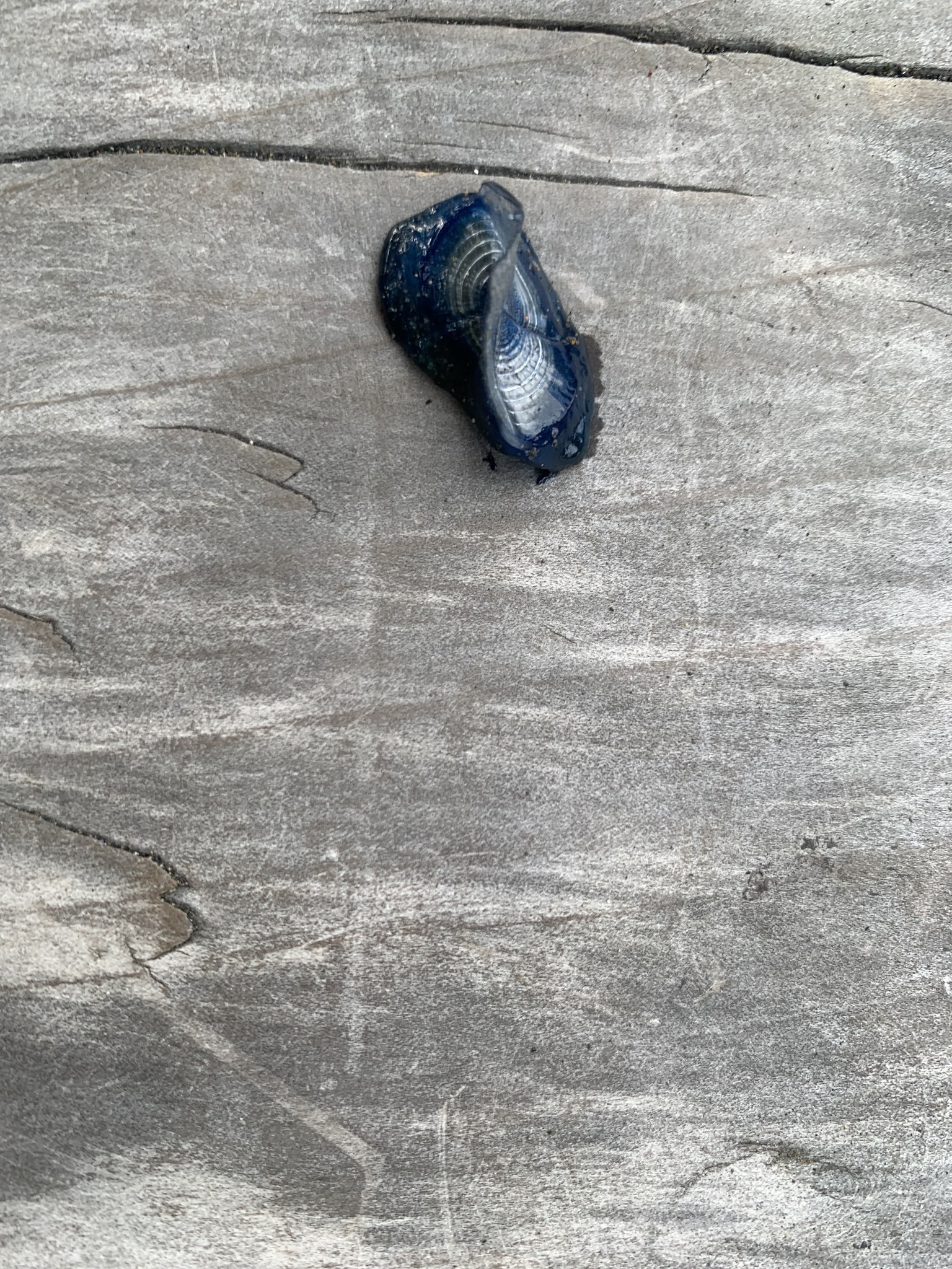 Velella velella (Linnaeus, 1758)