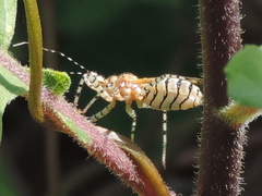 Pselliopus latispina