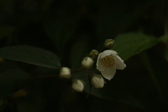 Philadelphus tomentosus