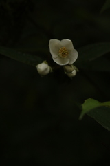 Philadelphus tomentosus