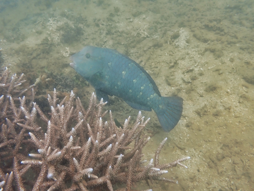 Double-headed Parrotfish (Bolbometopon muricatum)