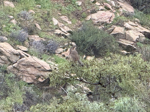 California Thrasher (Toxostoma redivivum), photo 6