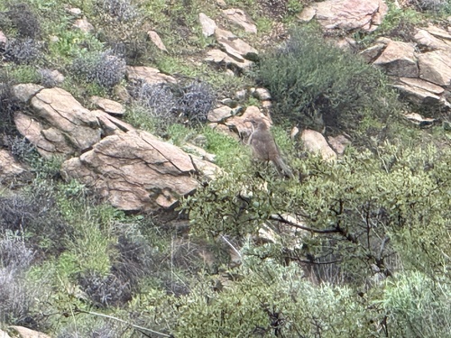 California Thrasher (Toxostoma redivivum), photo 7