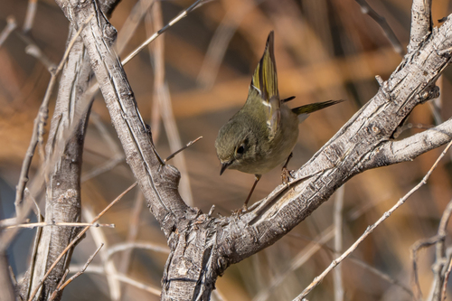 Ruby-crowned Kinglet photographed in Nevada