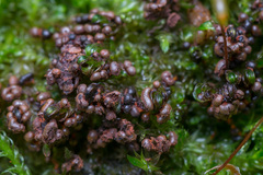 Physarum psittacinum