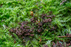 Physarum psittacinum