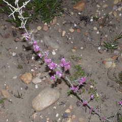 Indigofera nigromontana
