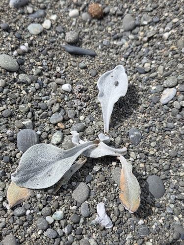 Kaitorete Spit woollyhead (Craspedia thinicola)