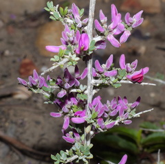 Indigofera nigromontana