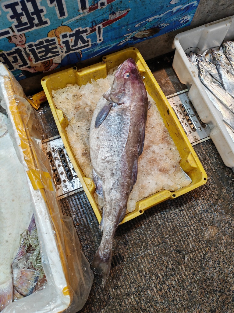 Alaska cod (Gadus macrocephalus) — Gadidae