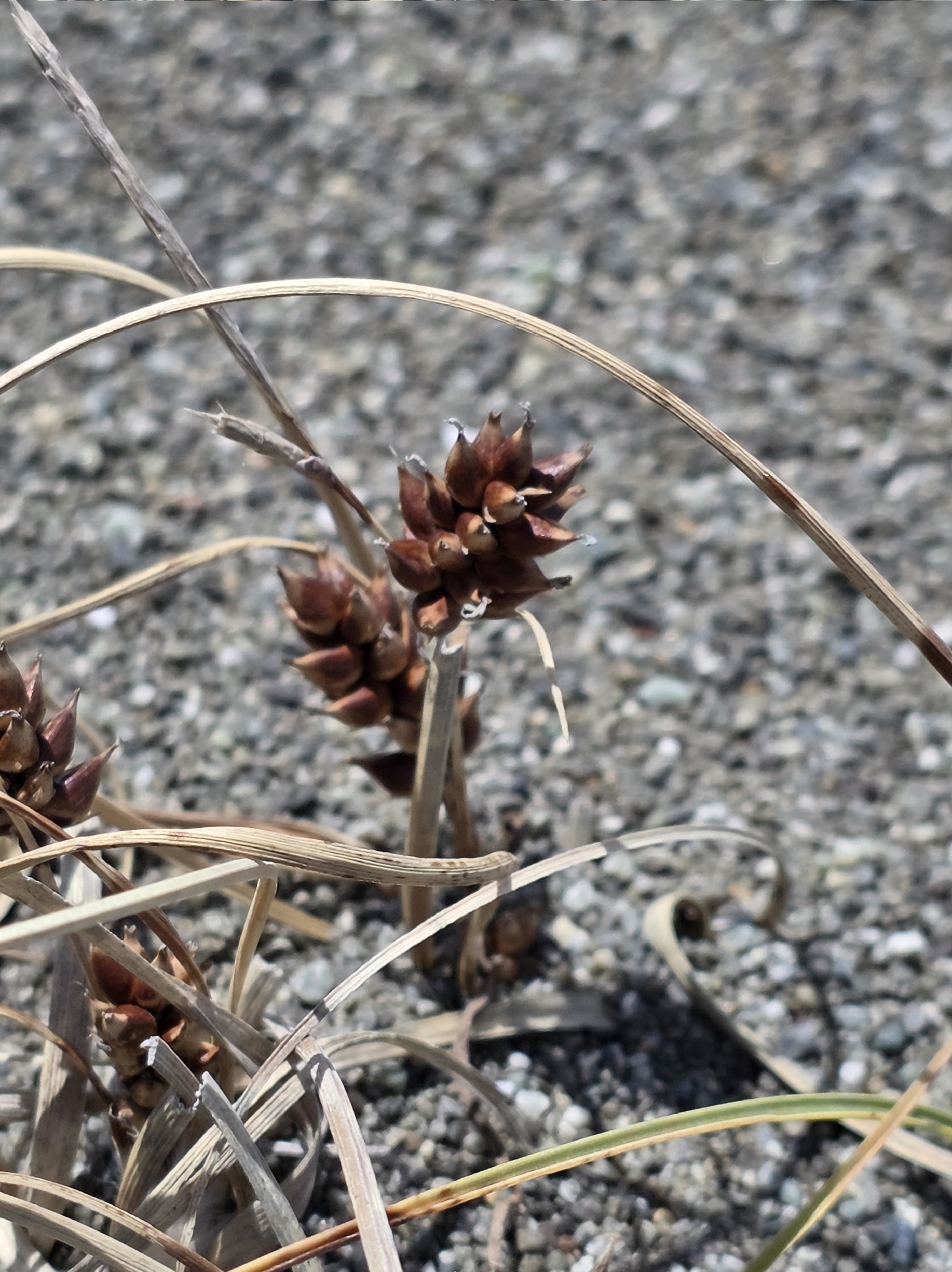 Imagem de Carex pumila