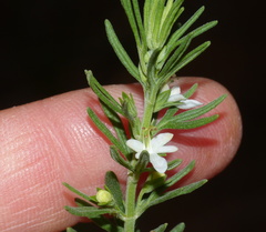 Teucrium africanum