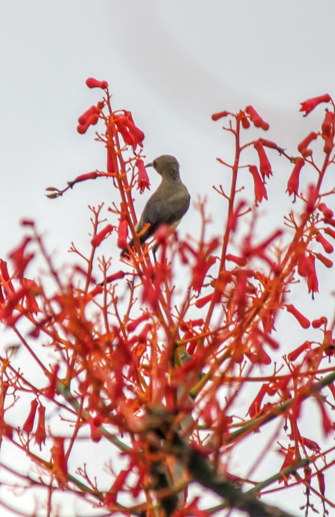Copper Sunbird (Cinnyris cupreus), photo 4