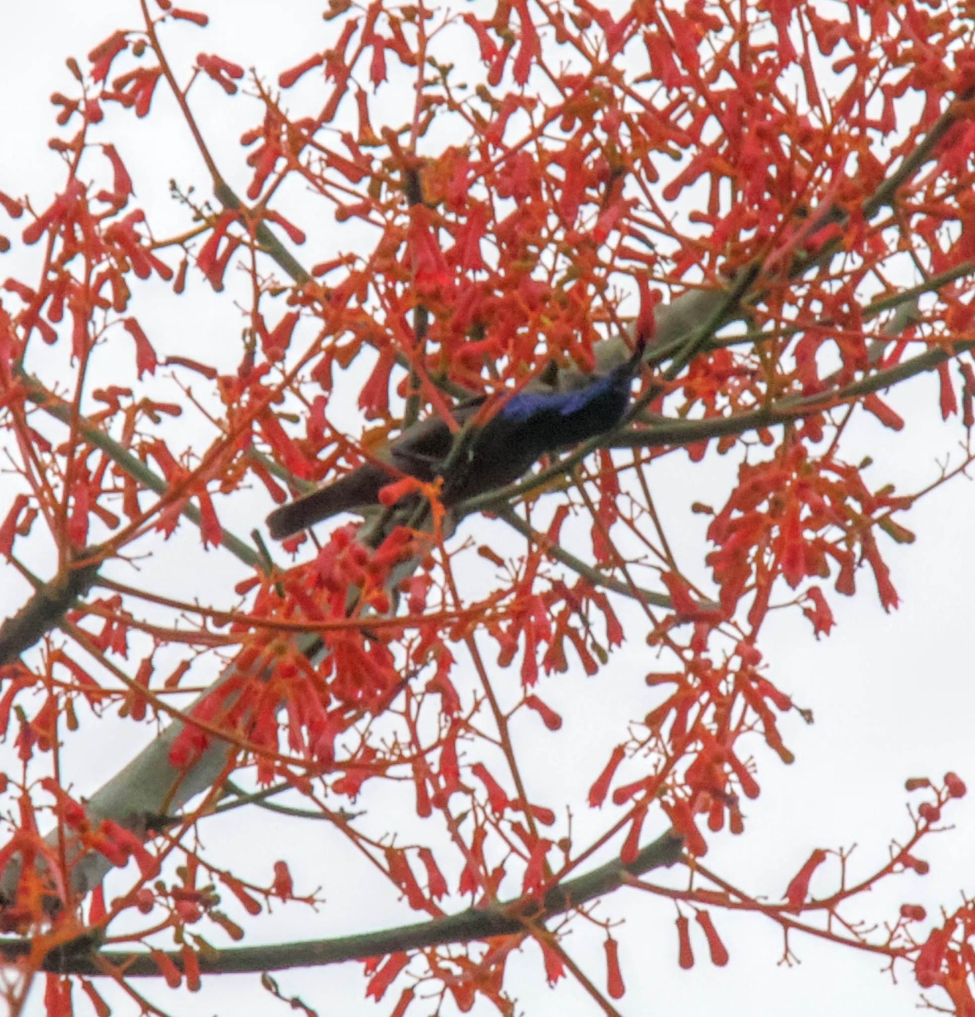 Copper Sunbird (Cinnyris cupreus), photo 5