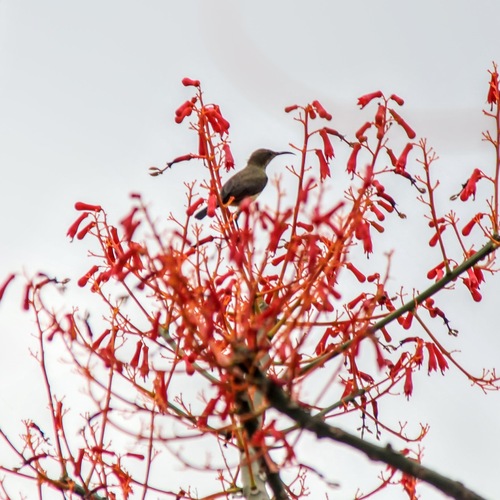 Copper Sunbird