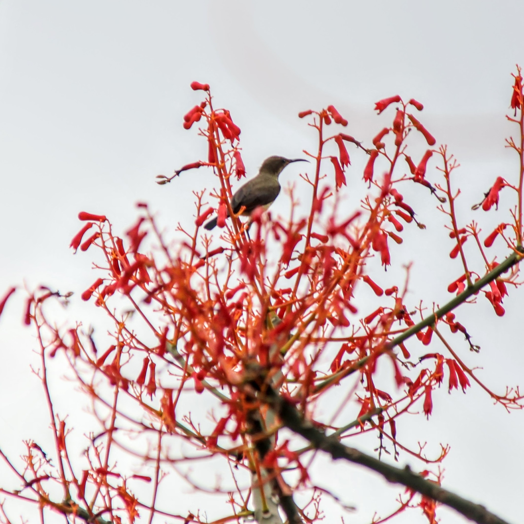 Copper Sunbird (Cinnyris cupreus), photo 3