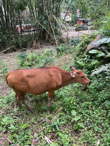 Bos javanicus