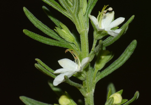 Teucrium africanum Thunb.