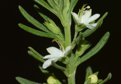 Teucrium africanum