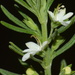 African Woodsage - Photo (c) Sally Adam, some rights reserved (CC BY-NC), uploaded by Sally Adam