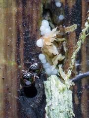 Anisotoma orbicularis