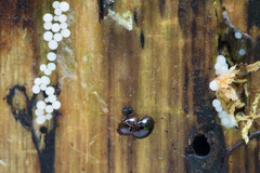 Anisotoma orbicularis