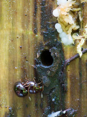 Anisotoma orbicularis