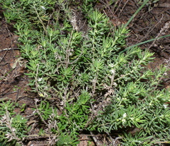 Teucrium africanum