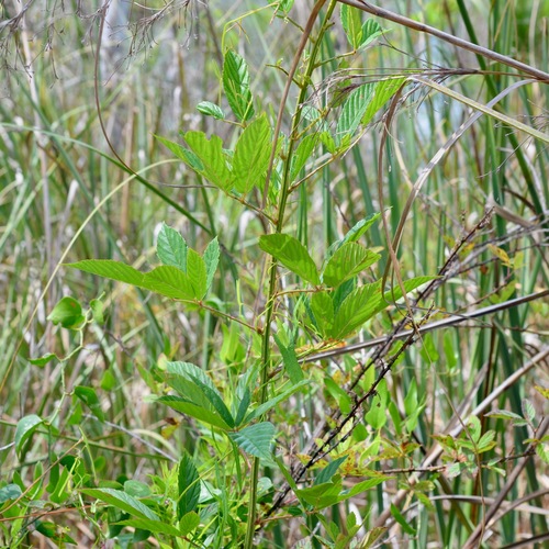 Persistent Blackberry (Rubus persistens)