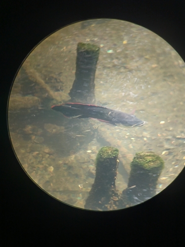 Oreochromis mossambicus