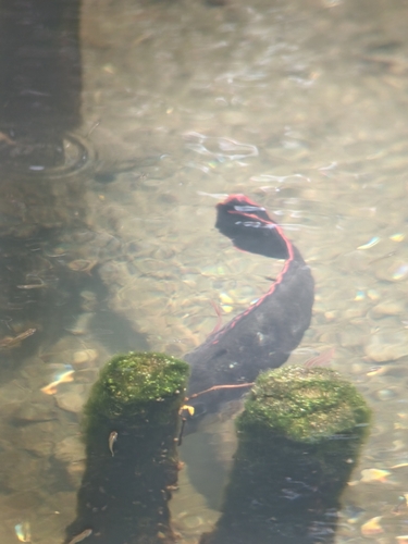 Oreochromis mossambicus