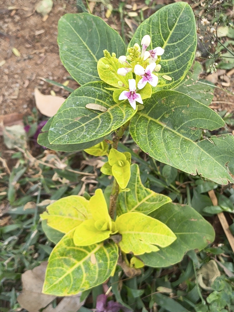 Xuân hoa đỏ – Pseuderanthemum maculatum