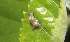 Oxycarenus hyalinipennis