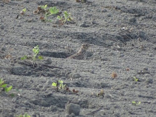 Oriental Skylark (Alauda gulgula), photo 2