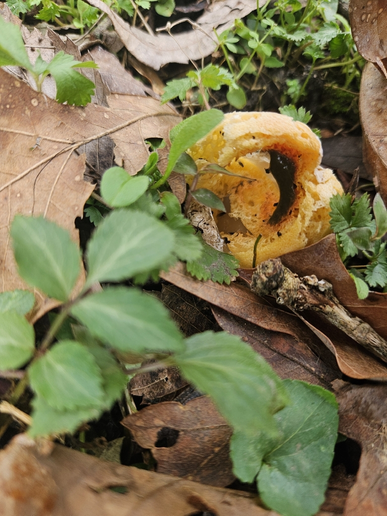 Clathrus columnatus