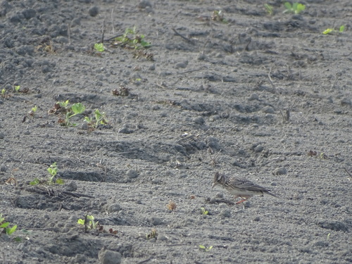 Oriental Skylark (Alauda gulgula)