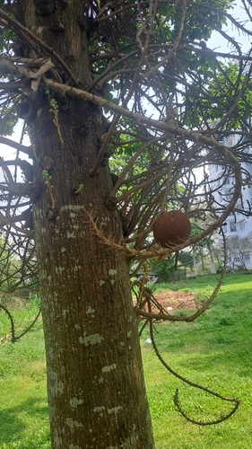 Ein weiteres Foto von Kanonenglockenbaum