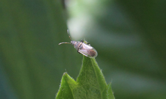 Oxycarenus hyalinipennis