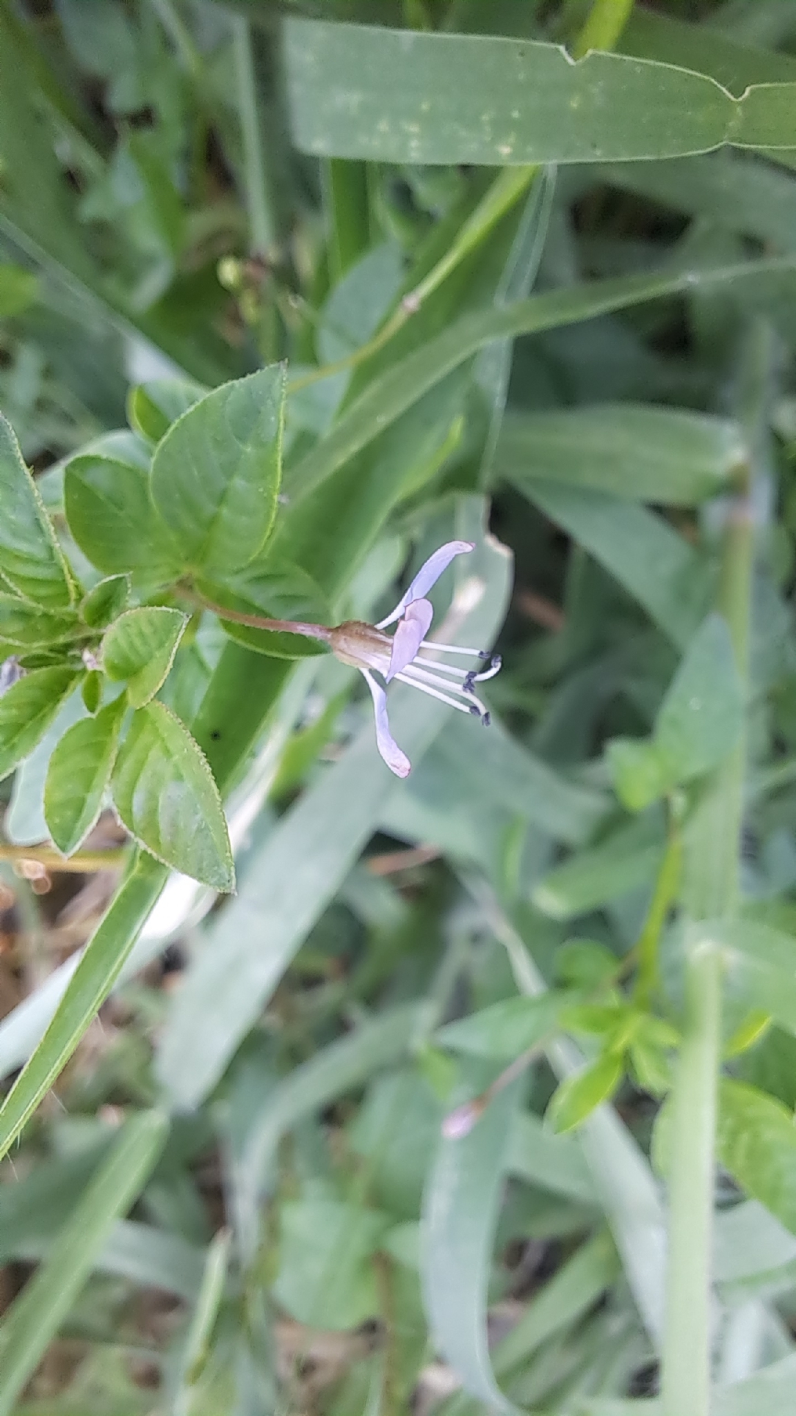 Sieruela rutidosperma