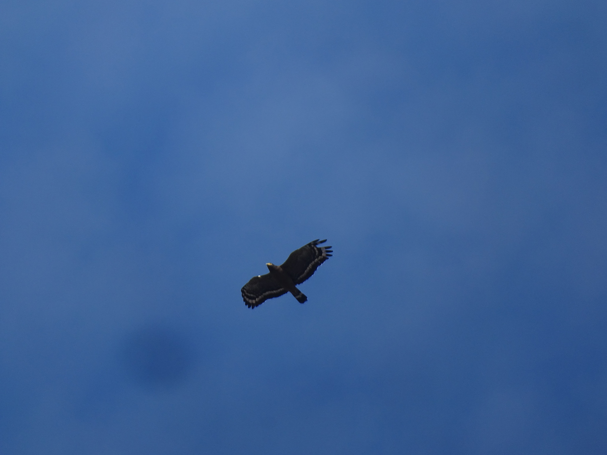 Crested Serpent Eagle (Spilornis cheela), photo 5