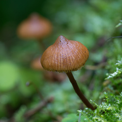 Galerina triscopa