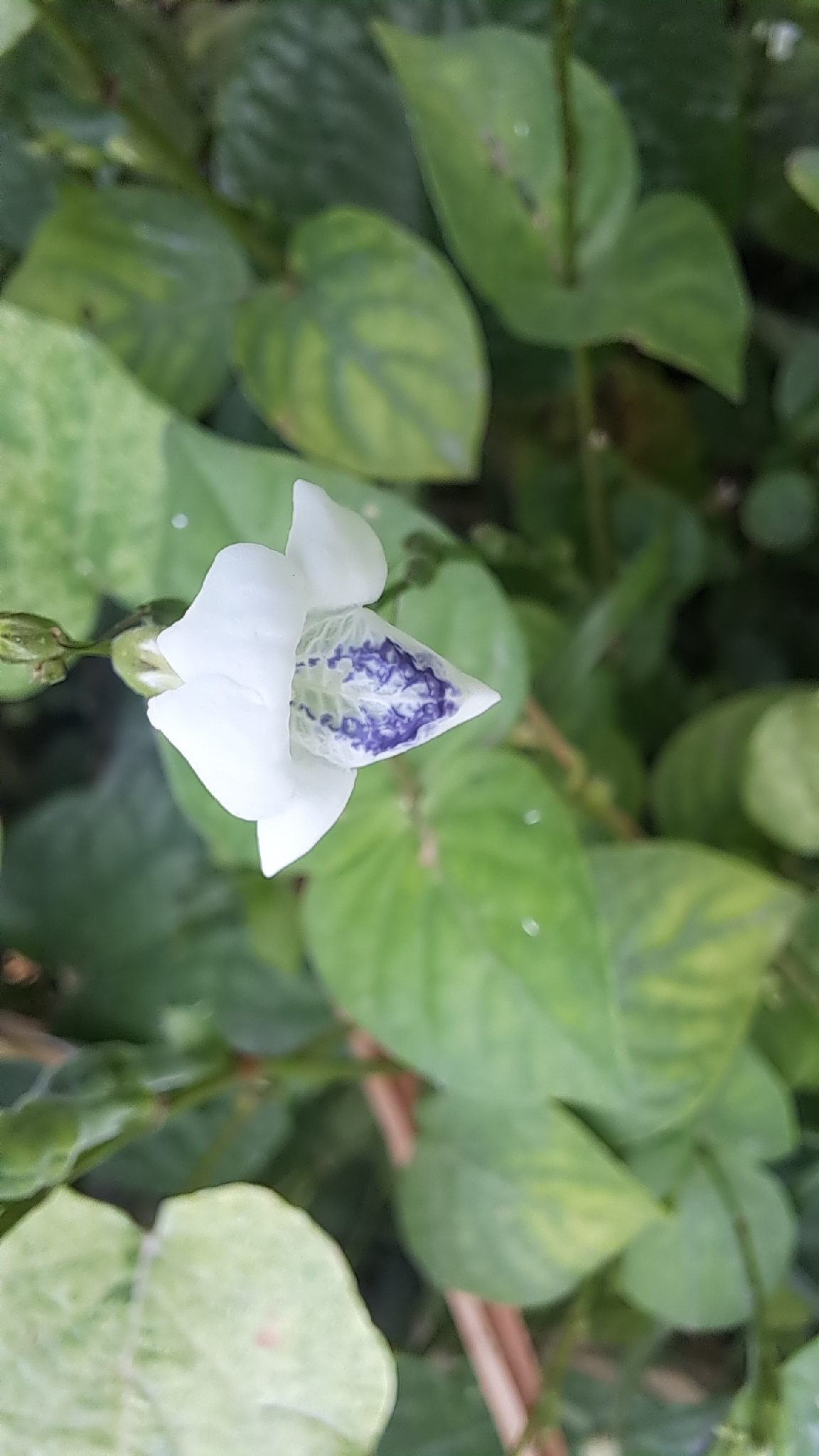 Asystasia intrusa (Asystasia intrusa)