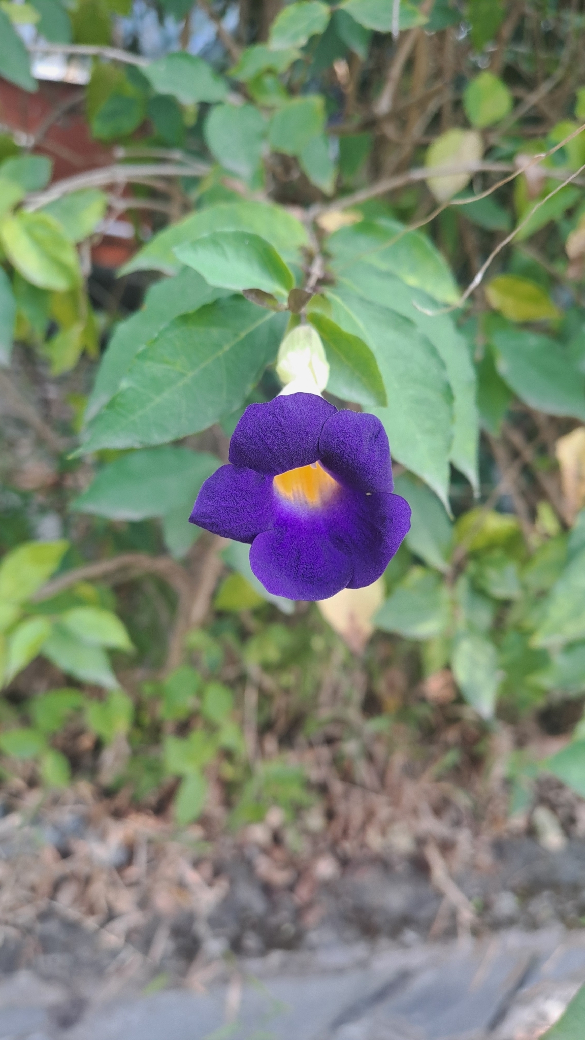 Thunbergia erecta — ảnh 2