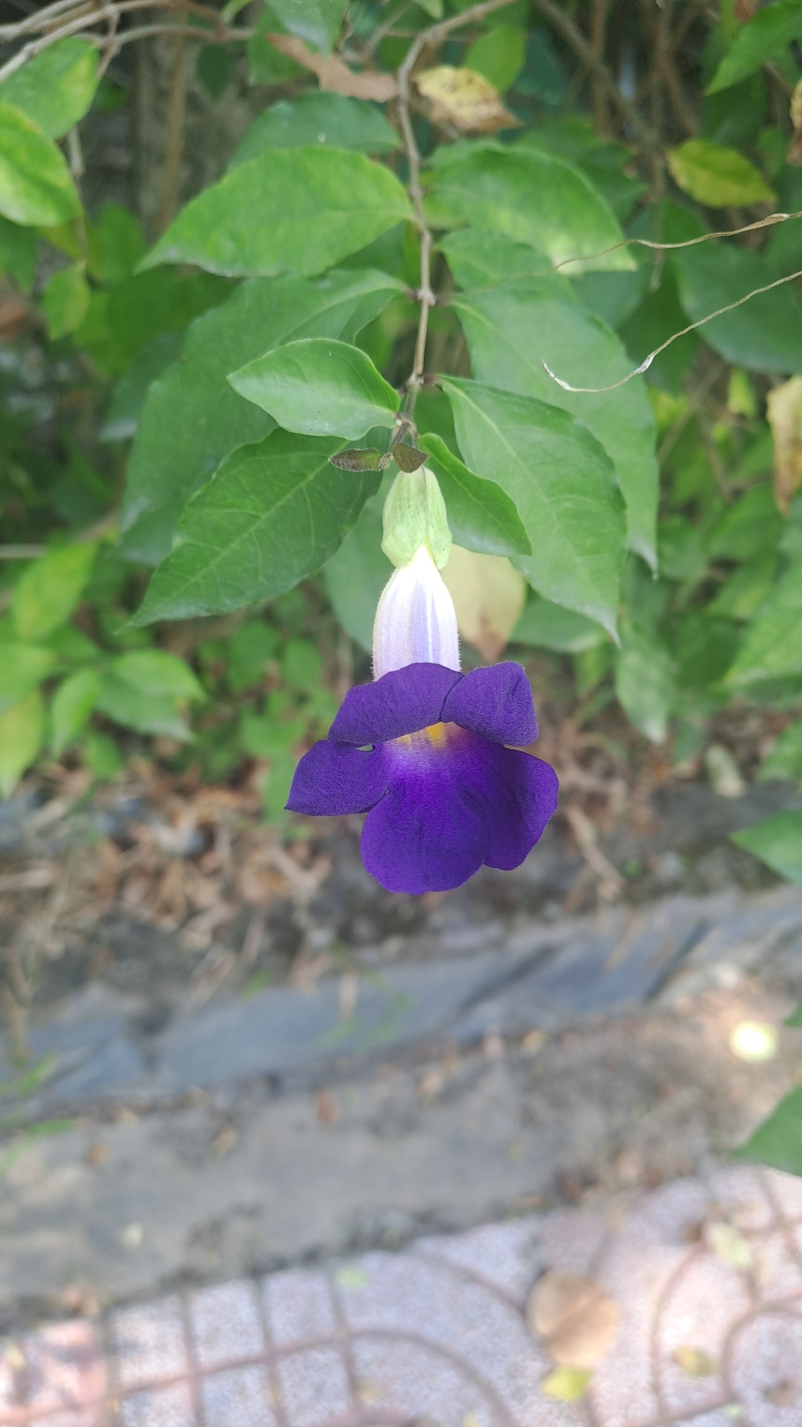 Thunbergia erecta — ảnh 3