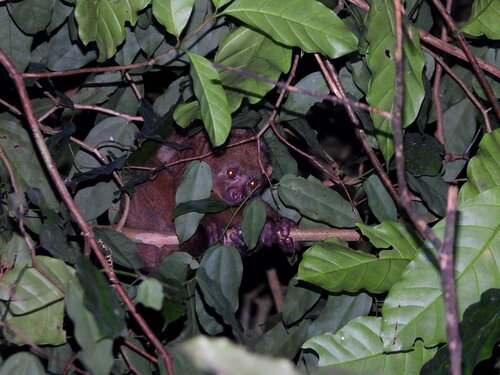 Central African Potto