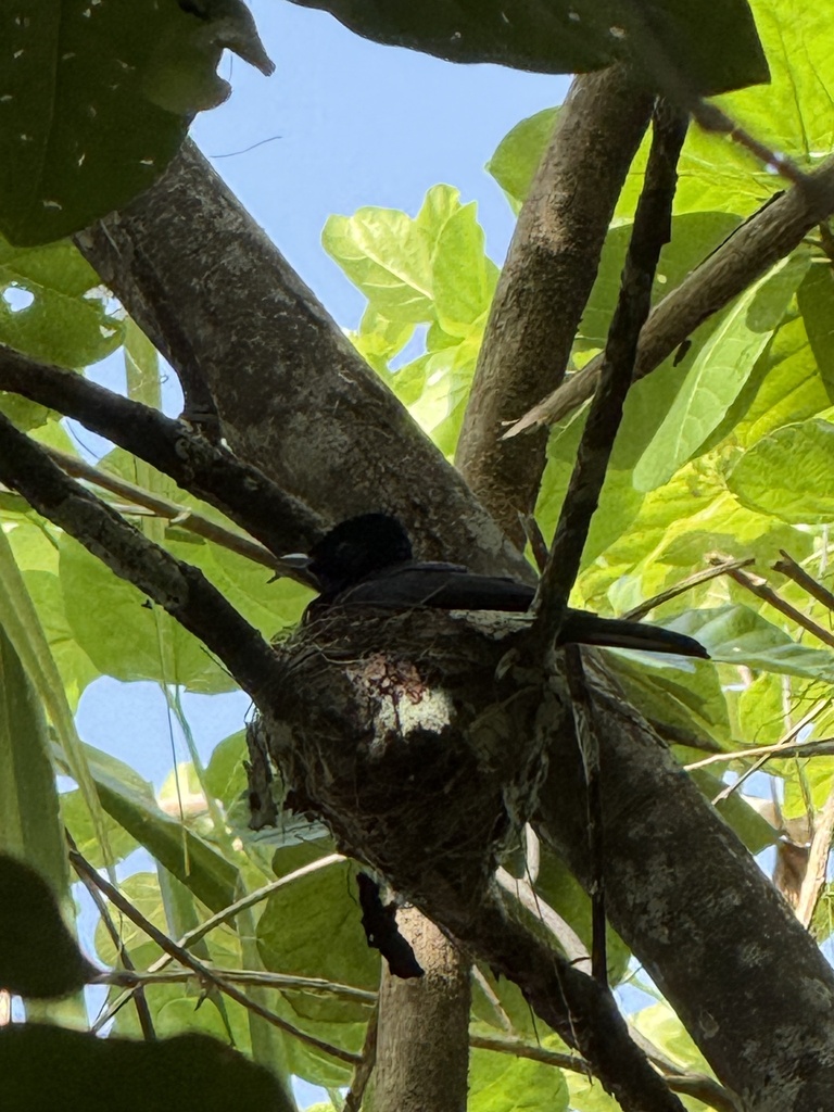 Shining Flycatcher (Myiagra alecto)