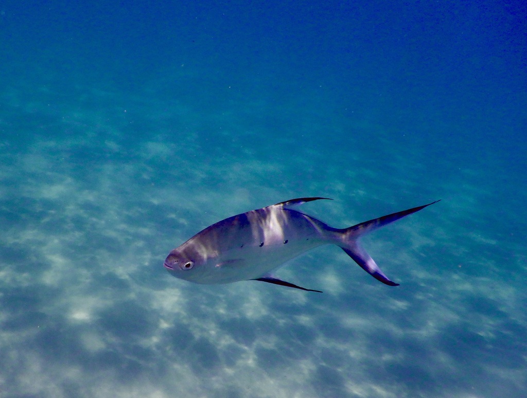 Kleinvlek-pompano (Trachinotus baillonii) — Carangidae