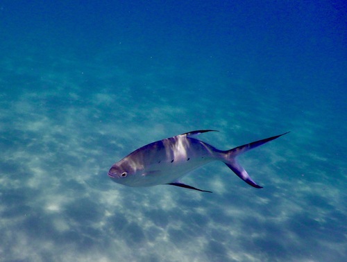 Baillon's dart (Trachinotus baillonii) — Carangidae