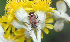 Lygaeus alboornatus